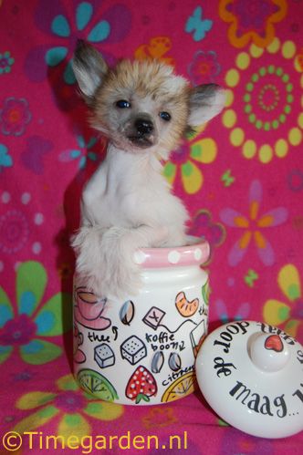 Timegarden The Power of Surprise