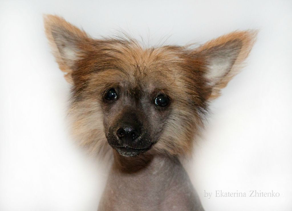 Zlato Volmari Vjeliant