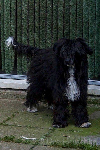 XS Black von Shinbashi