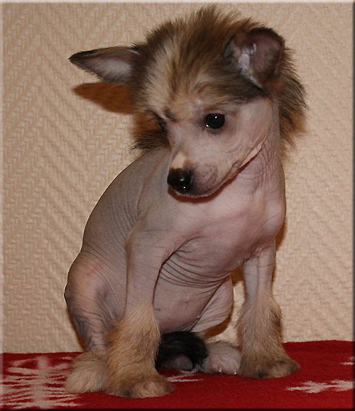 Marachinos Sahara Fairytale