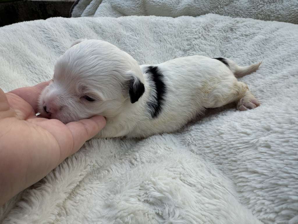 Rosa sinensis  of Carter