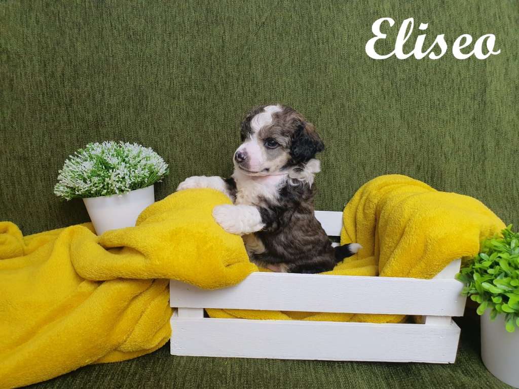 Altamira Imperial Eliseo