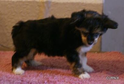 Moretonia Kiss For A Rose