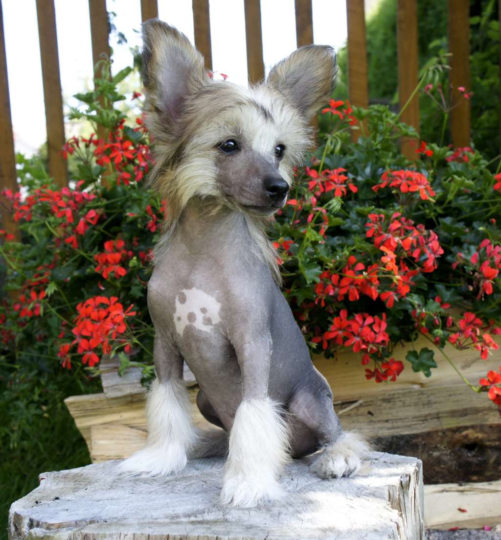 Inspiration One Plysovy pritel