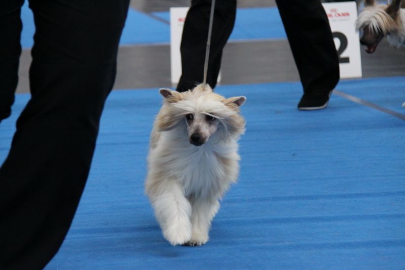 Hip Hip Hurra Princes de la Roses