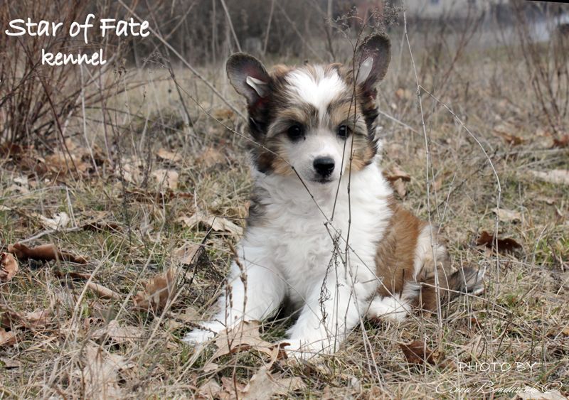 Zhengel' Ramaloke Star of Fate