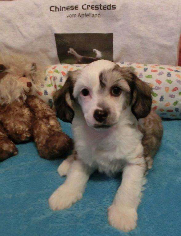 Cuddly vom Apfelland