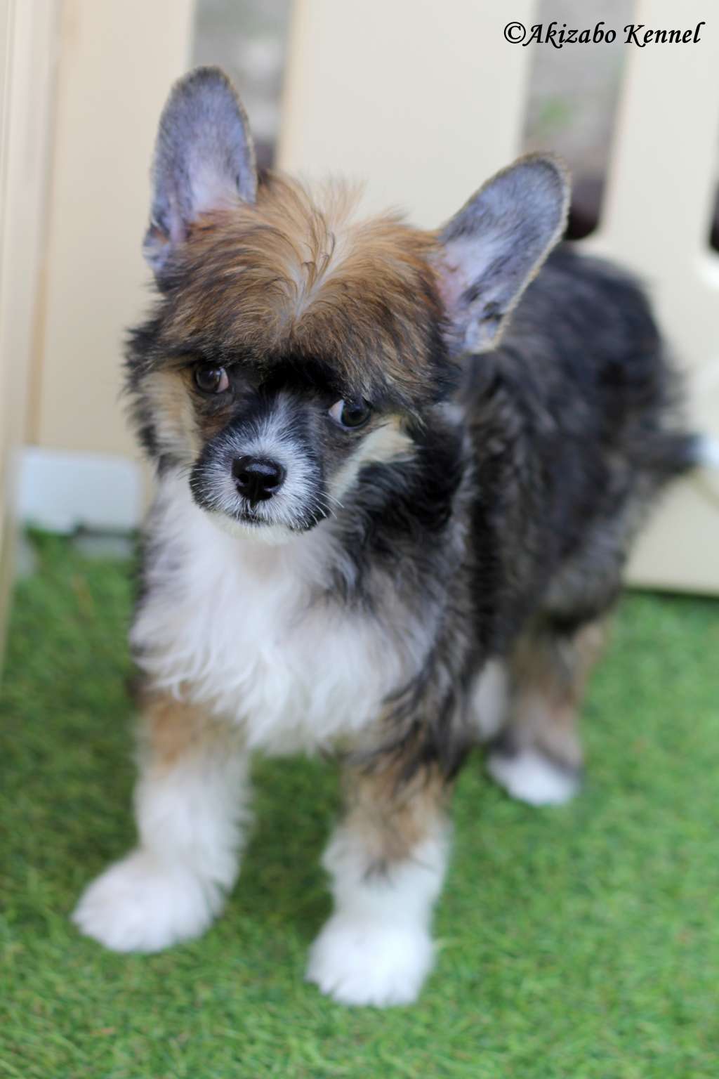 Jak Cie Lubie Akizabo