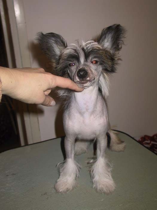 Joyway's Mohican Moondust