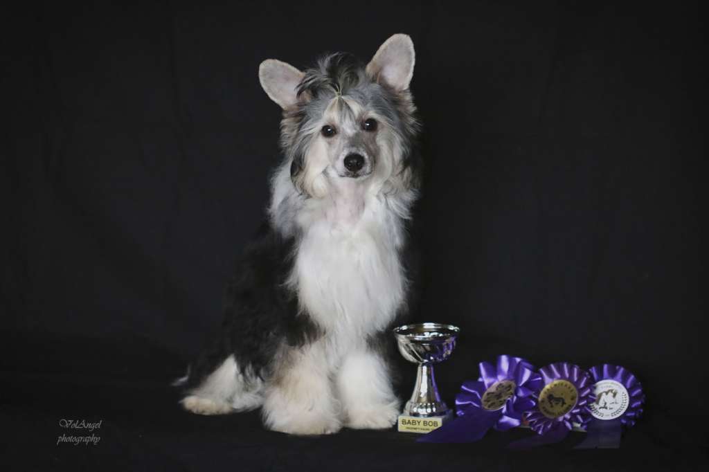 Volangel Chance for a Win