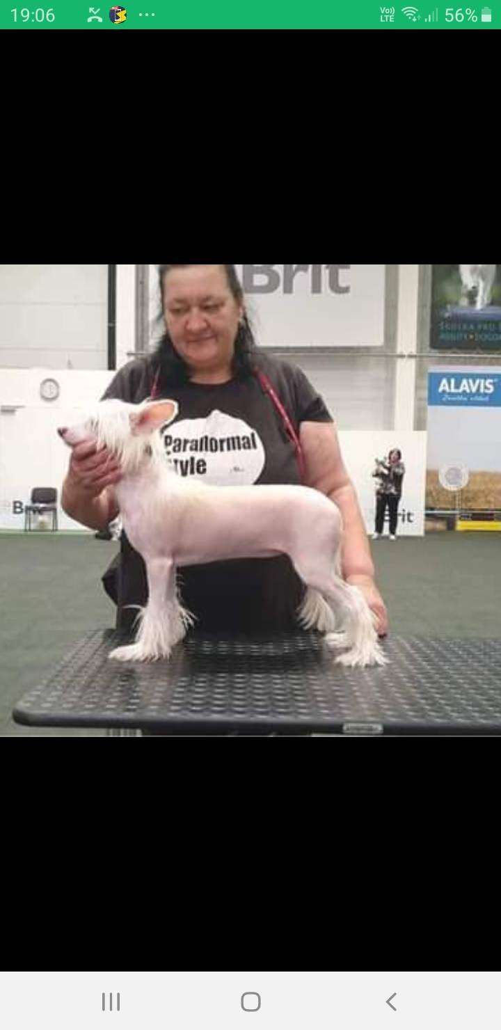 Sidonie Garden Roses