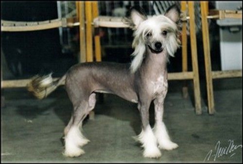 Moonswift Diana's Choice