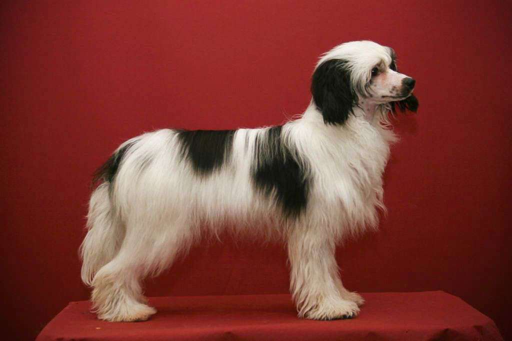 Practical Hero Great To Be Victorious