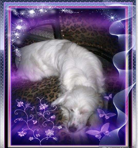 Crystal Hypno Dogs Venus