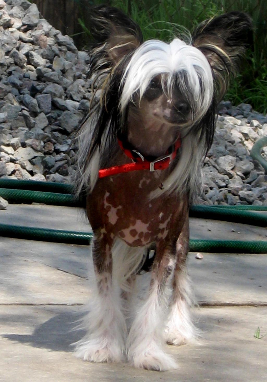 Sharol Shi Orxidea Likasta