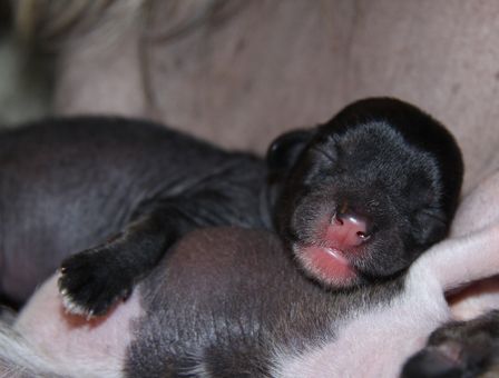 Dressed in black Quickly in Love