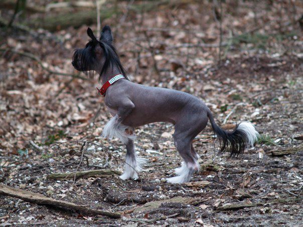 Ama-Tsu-Kami Faylinn