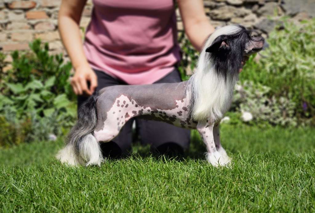 Never Say Never Heybett