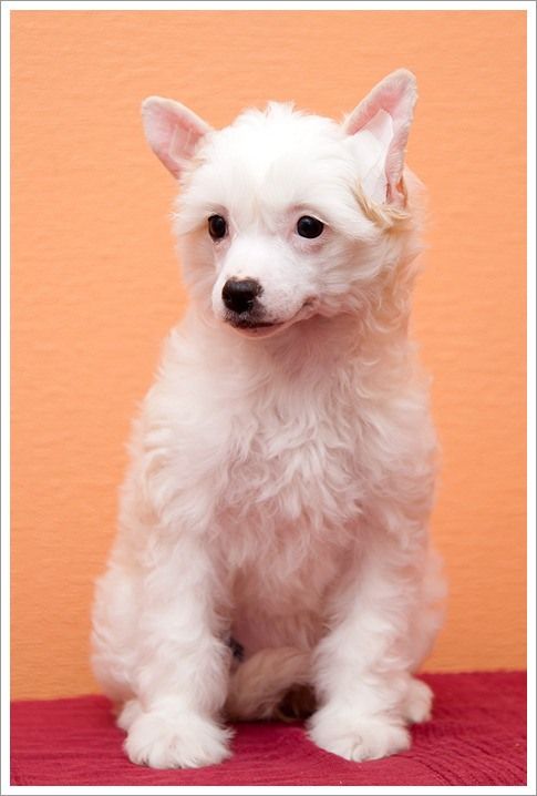 Olegro Katrin It's my Life