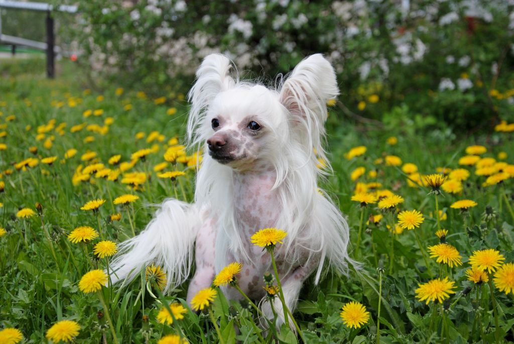 Showplace Marbled Morris