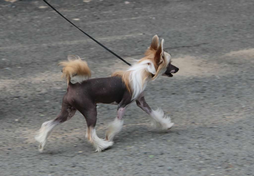 Kristal Yaniry Ginger Up