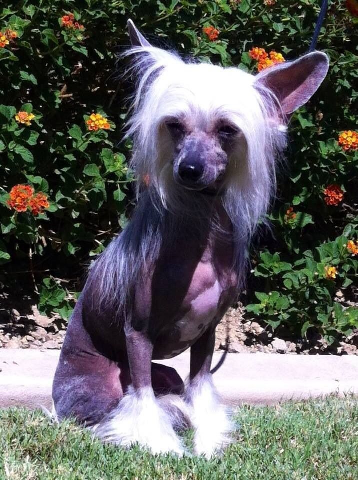 Nina's K Fierce And Fabulous