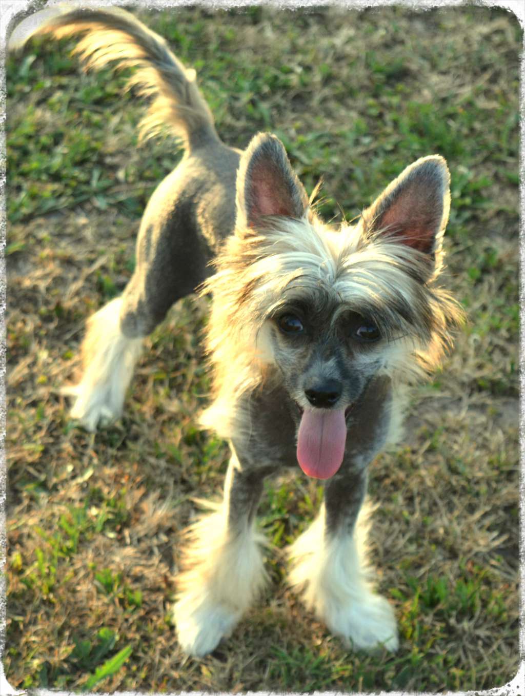 Fee vom Eifeldiamant