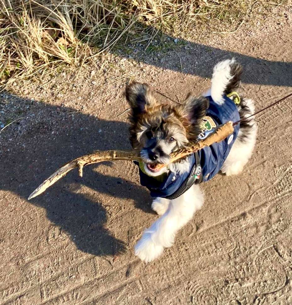 Be My Dog's Millionaire