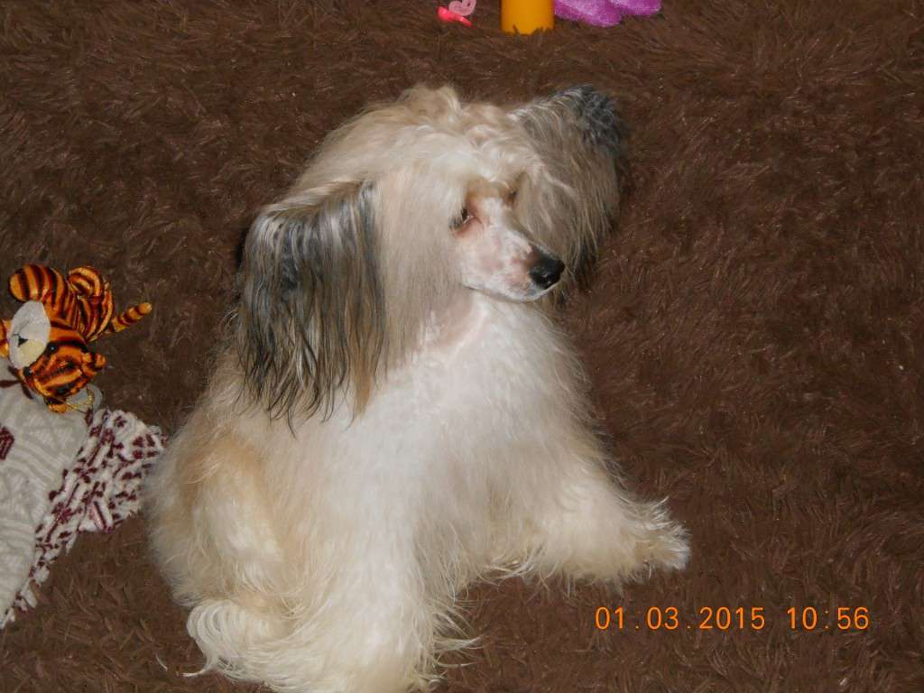 Sherik Bonus Westtai