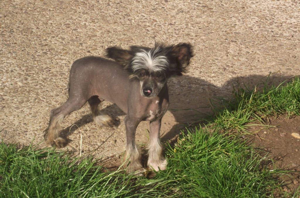 Beaulion Barely Legal