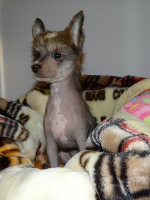 Sibelius Cantabile Dogs