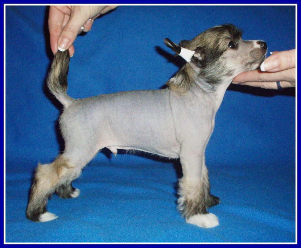 Aramis   Alwais Modry Vanek