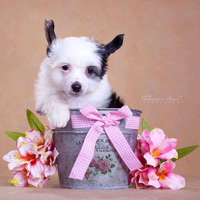 Envy White Delicate Girl