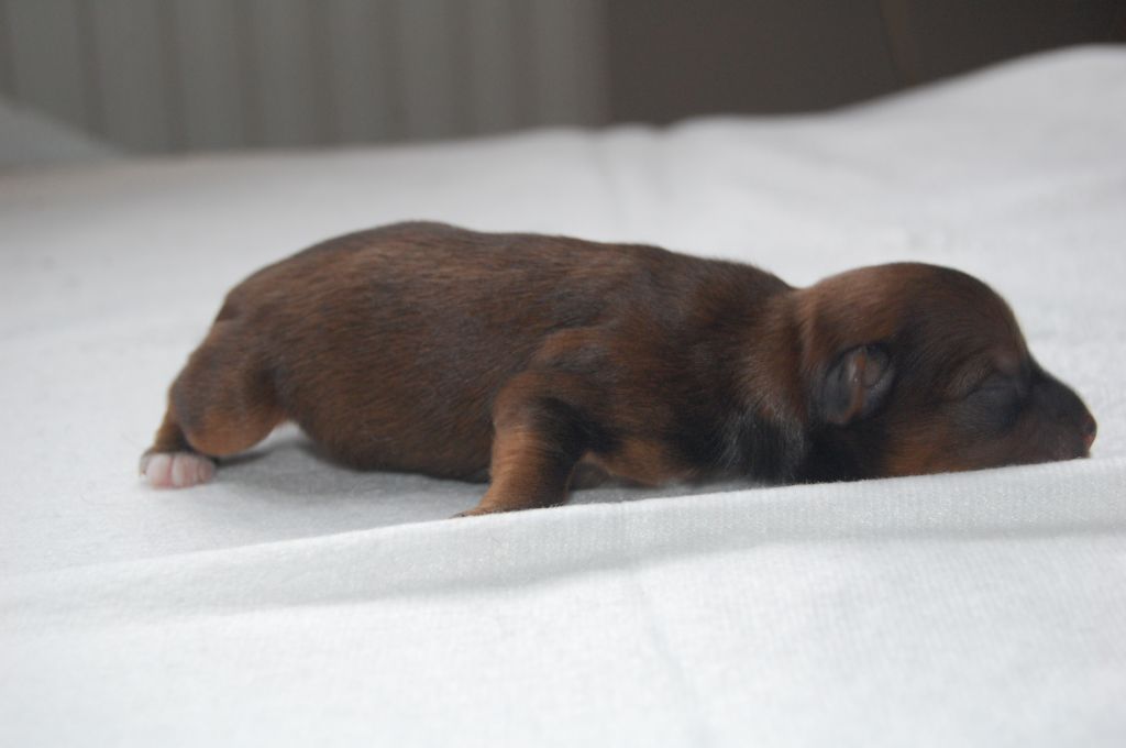 Crested Clan Bobby Brown