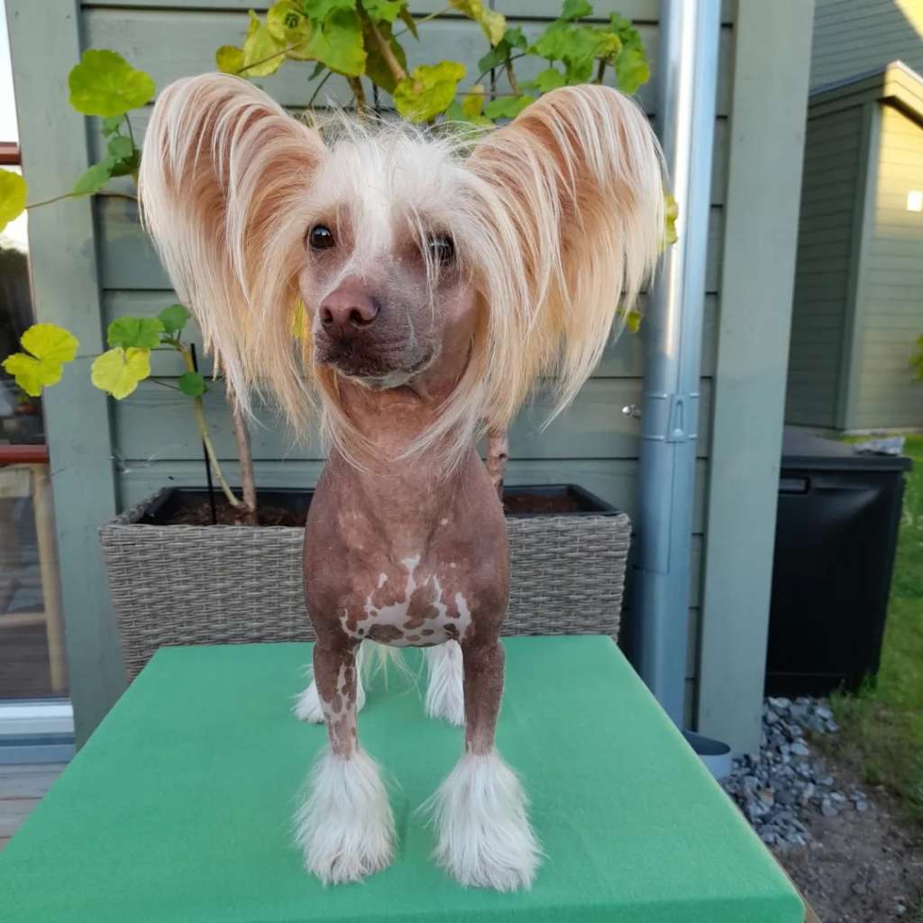 Spotifly I Need Your Love