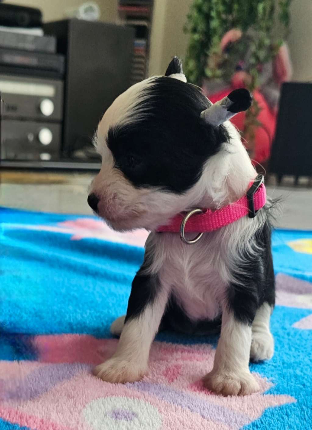 Ornea Gintaro Magija