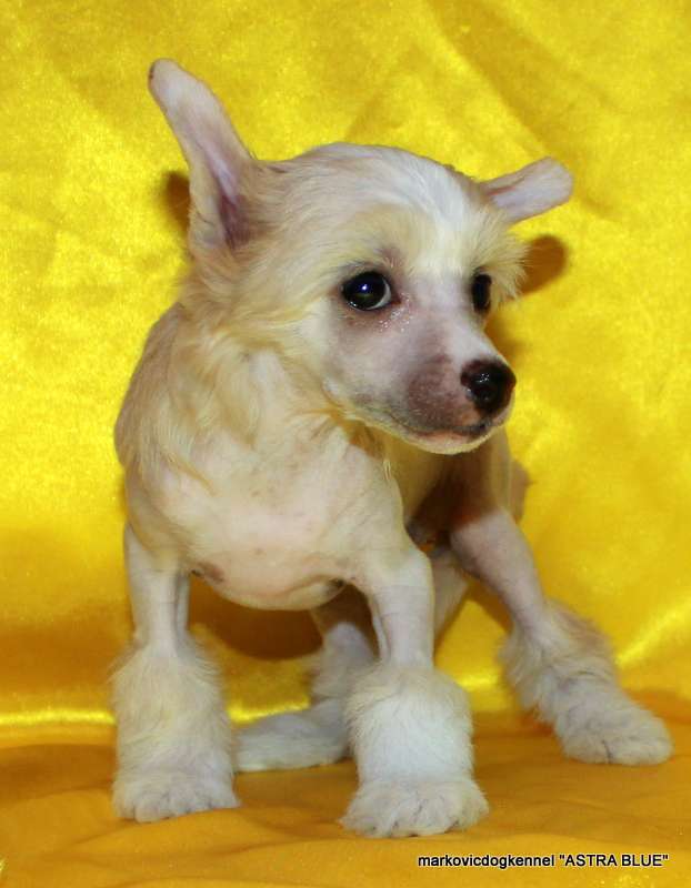 Markovicdog Astra Blue Athens