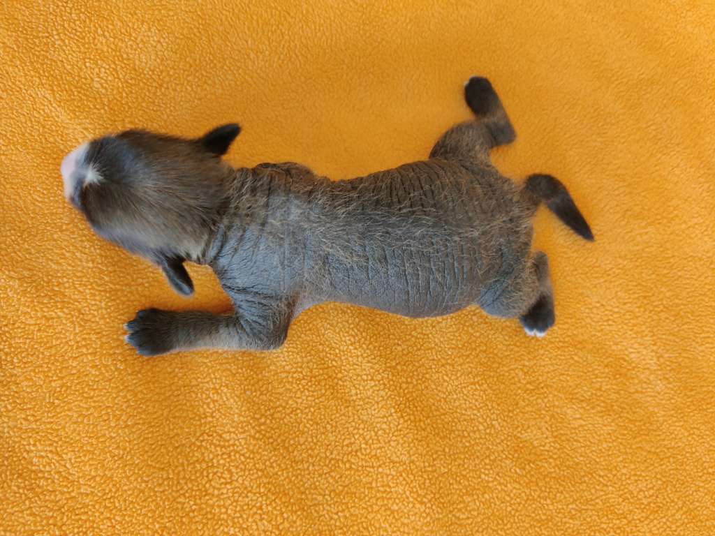 Timanttiliigan Timanttiliigan Fernando