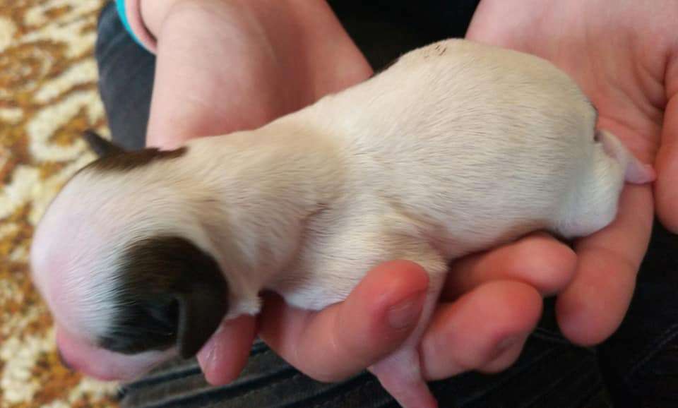 Chelsea z Jestrebiho kralovstvi