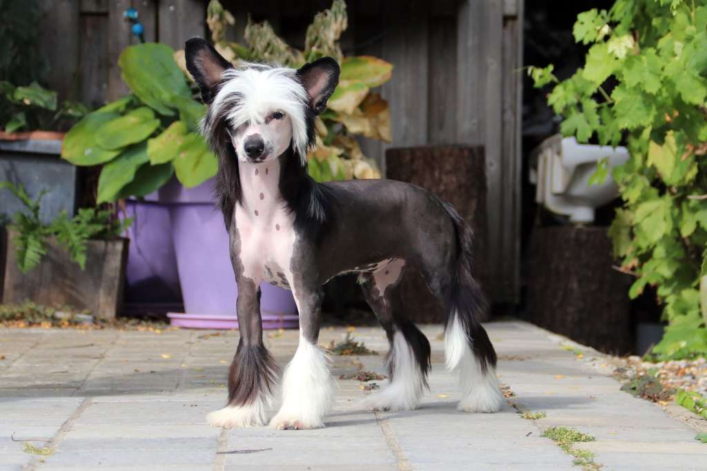 Miniatura Club Kalimero