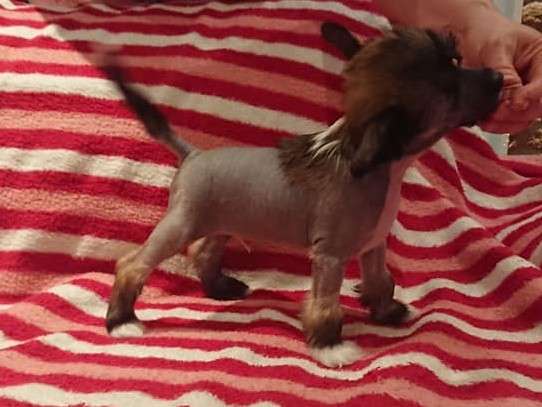 Proud Pony Raindancer