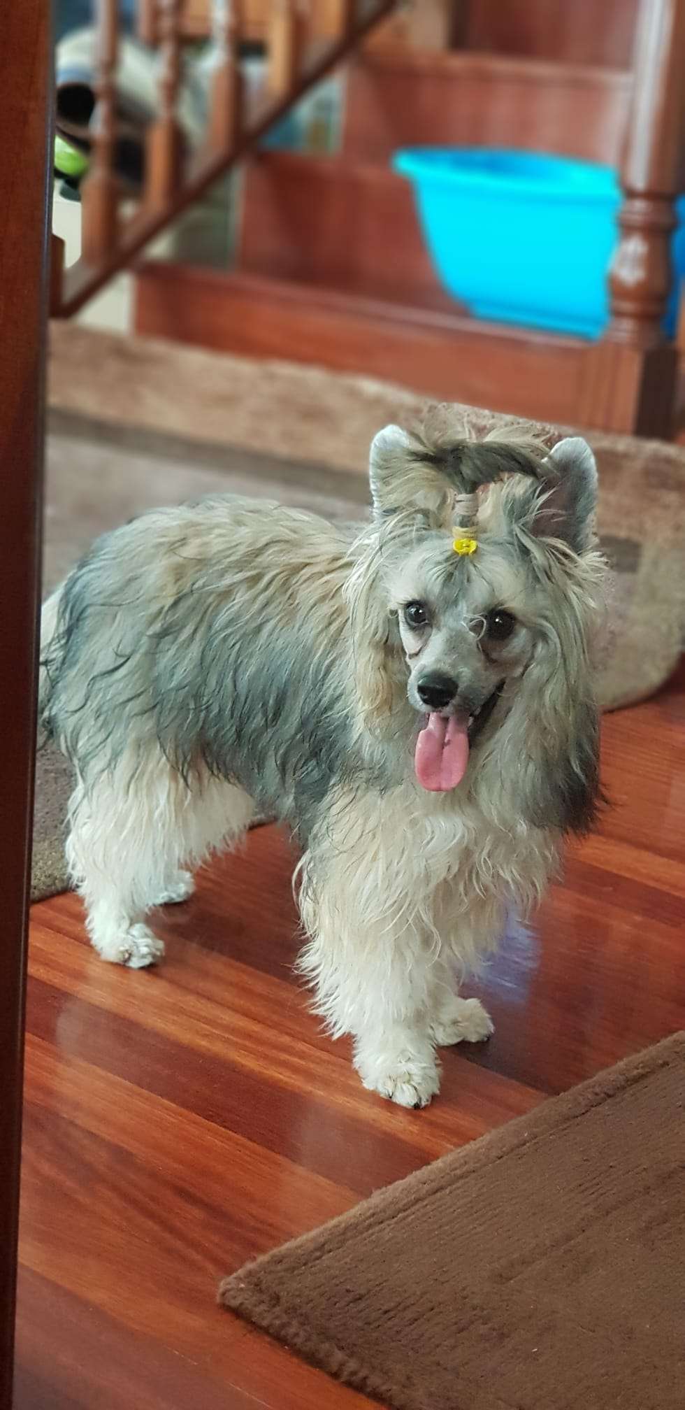 Volcancrest Wilmot Red