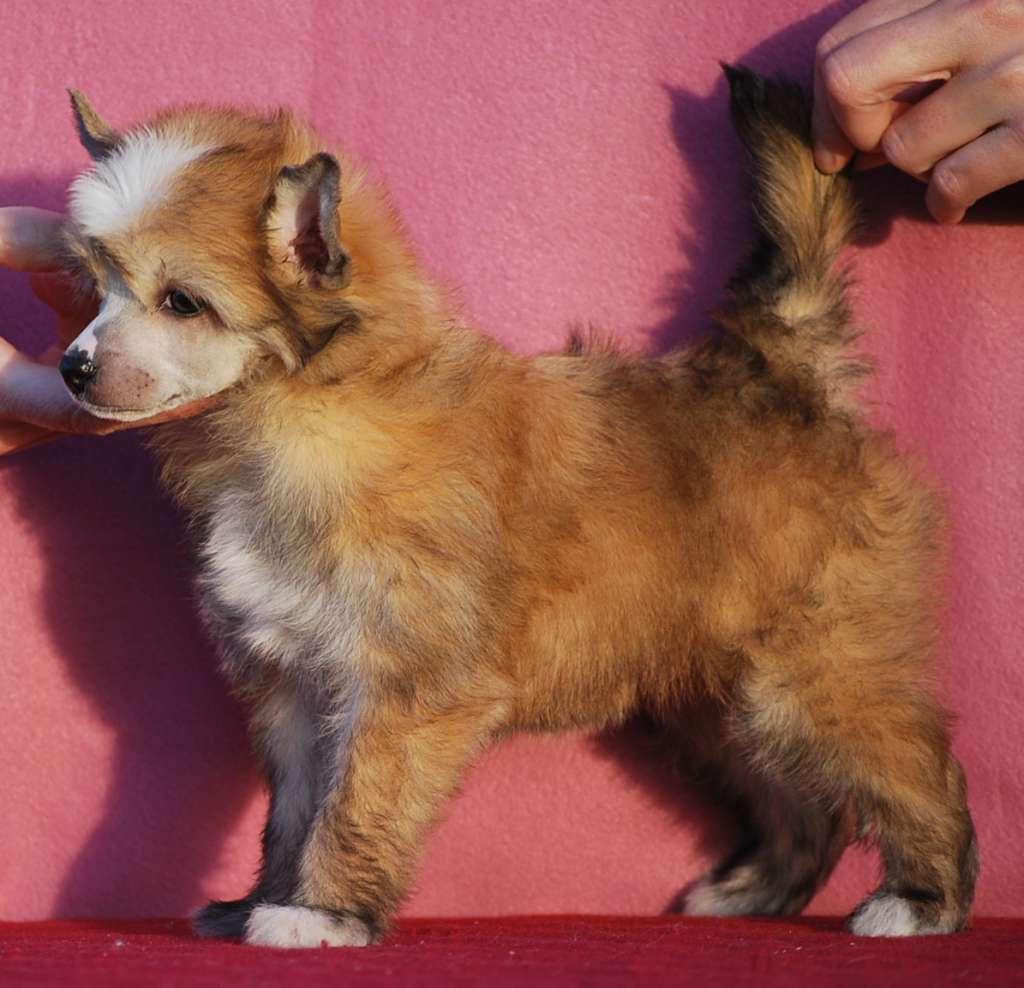 Little Dog Of Dream La Marquise