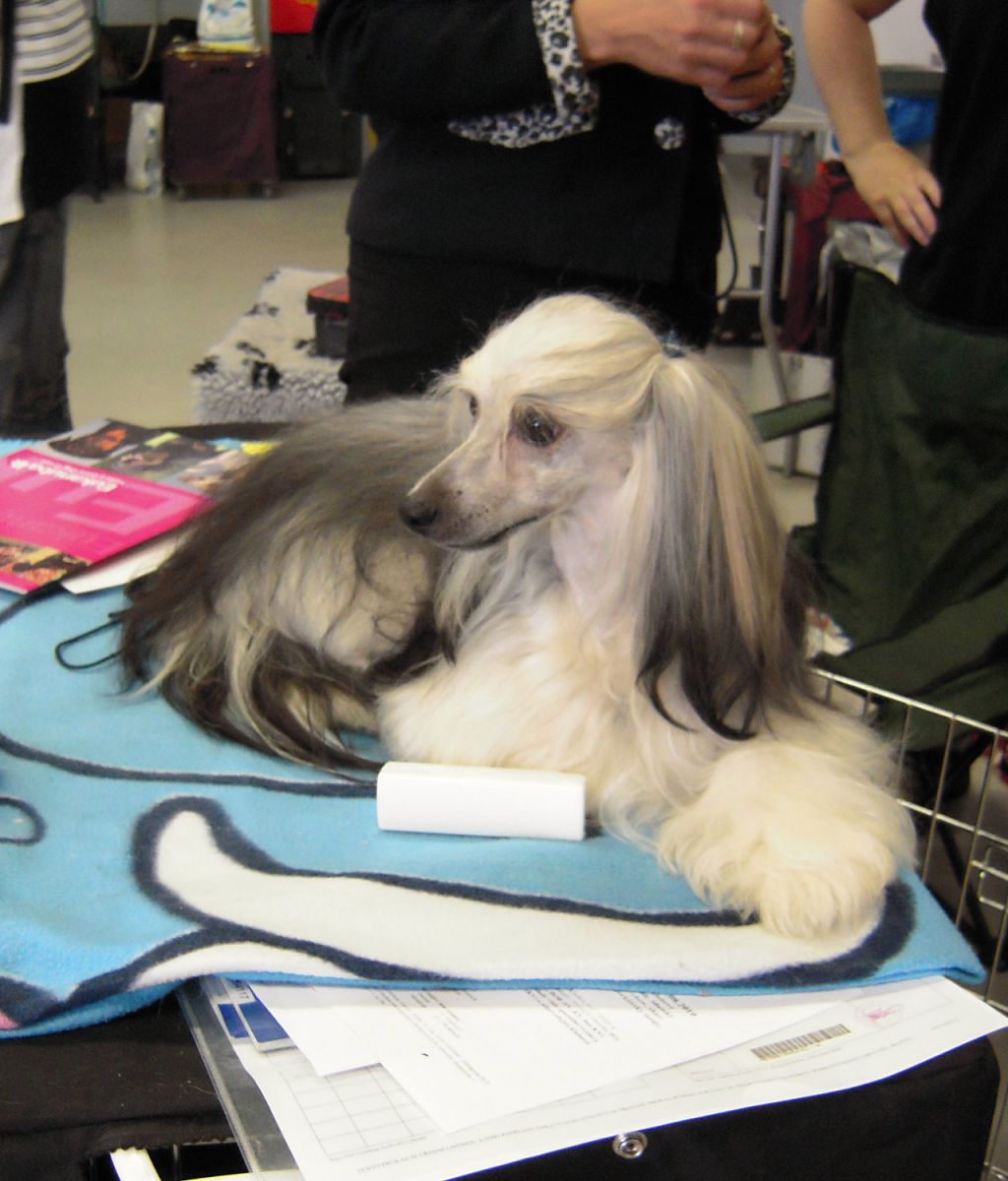 Fergie Plysovy pritel