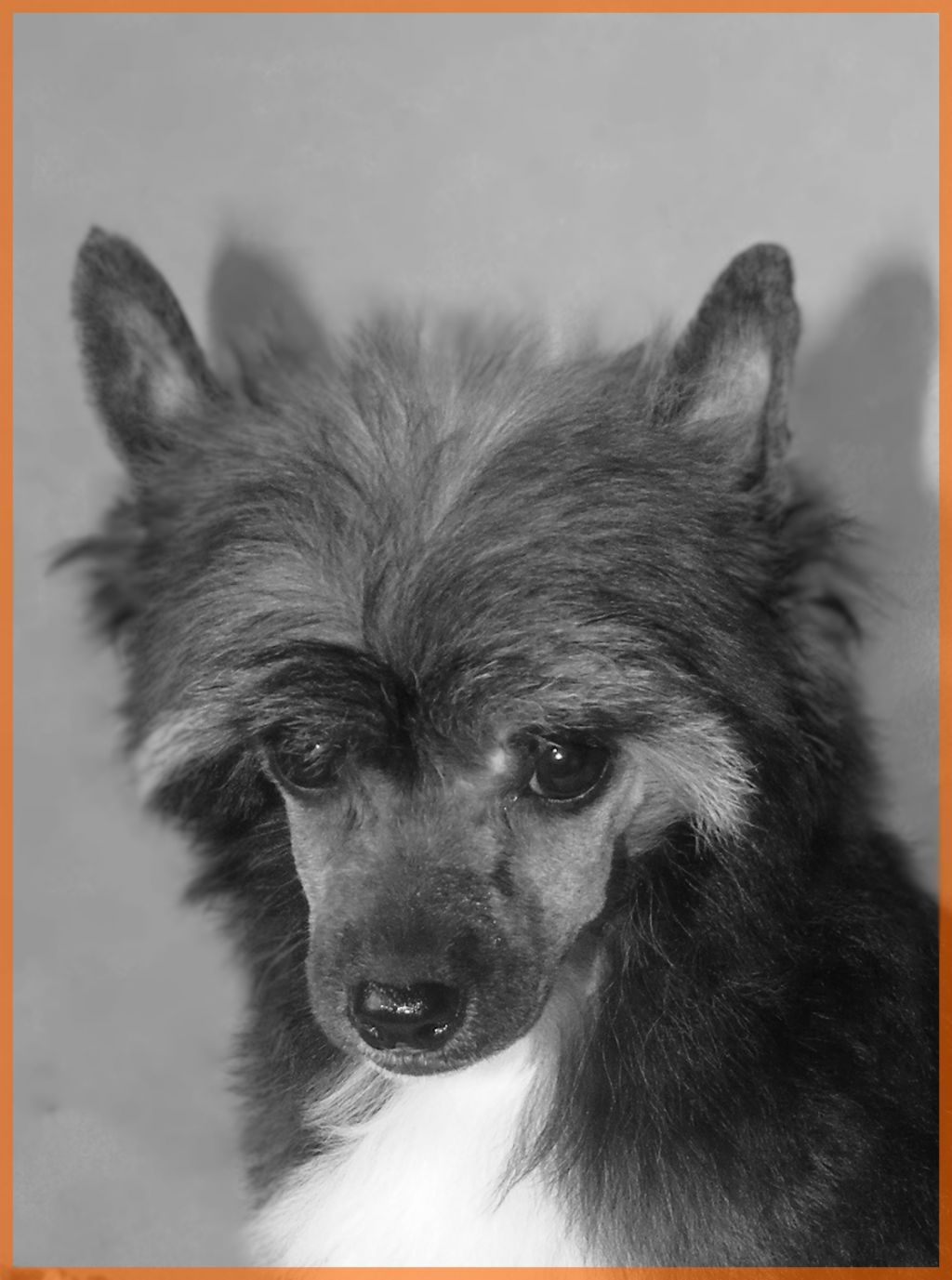 Dîndhâli J'aime Pandora