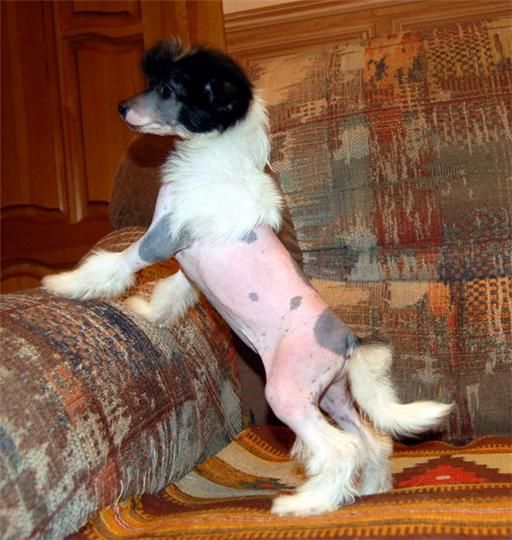 Irgen Gold Tutta Larsen