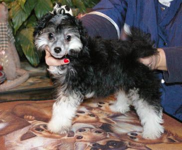 Oriental Jokes Cat Woman