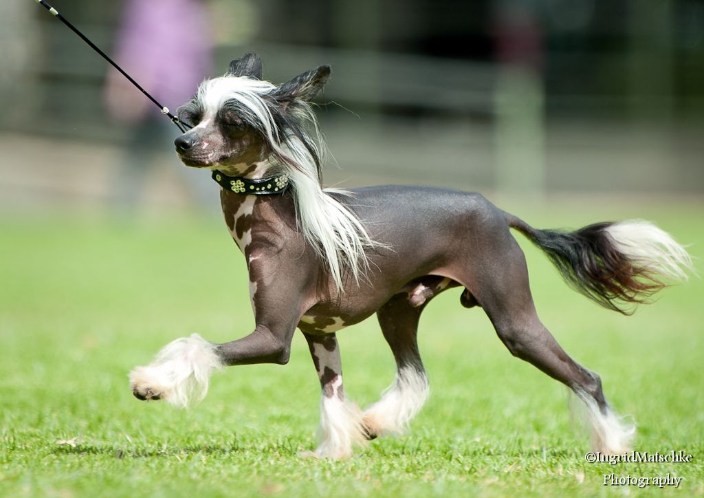 Xioma Fire Of The Heart