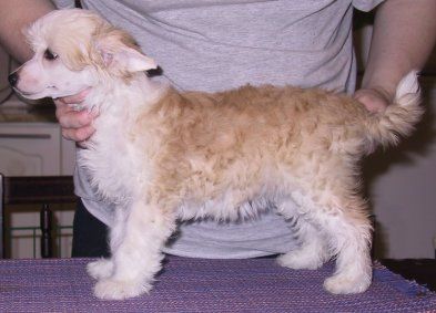 Dragon Moon Me Myself And I