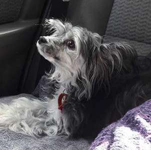 Koreke Miscchief Maker